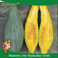 Suntoday buen gusto venta de calabaza dulce semillas tailandia havester brillo núcleos de piel gws (15006)